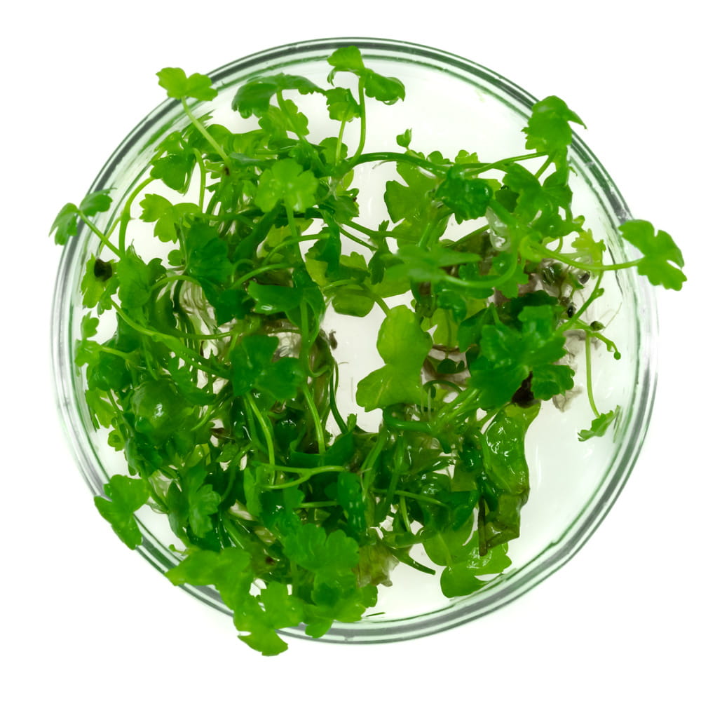 Hydrocotyle JAPAN Tripartita in vitro